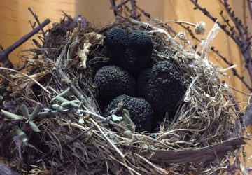 Truffle forage